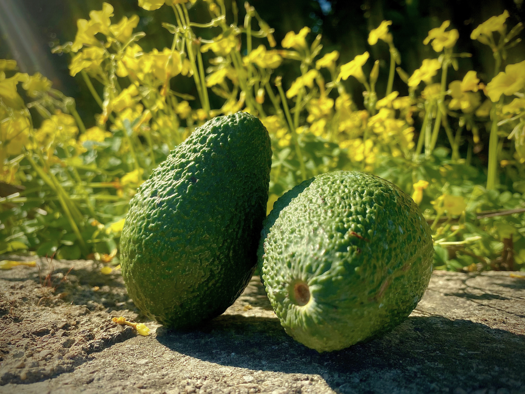 ¿Cómo saber si un aguacate está listo para comer?