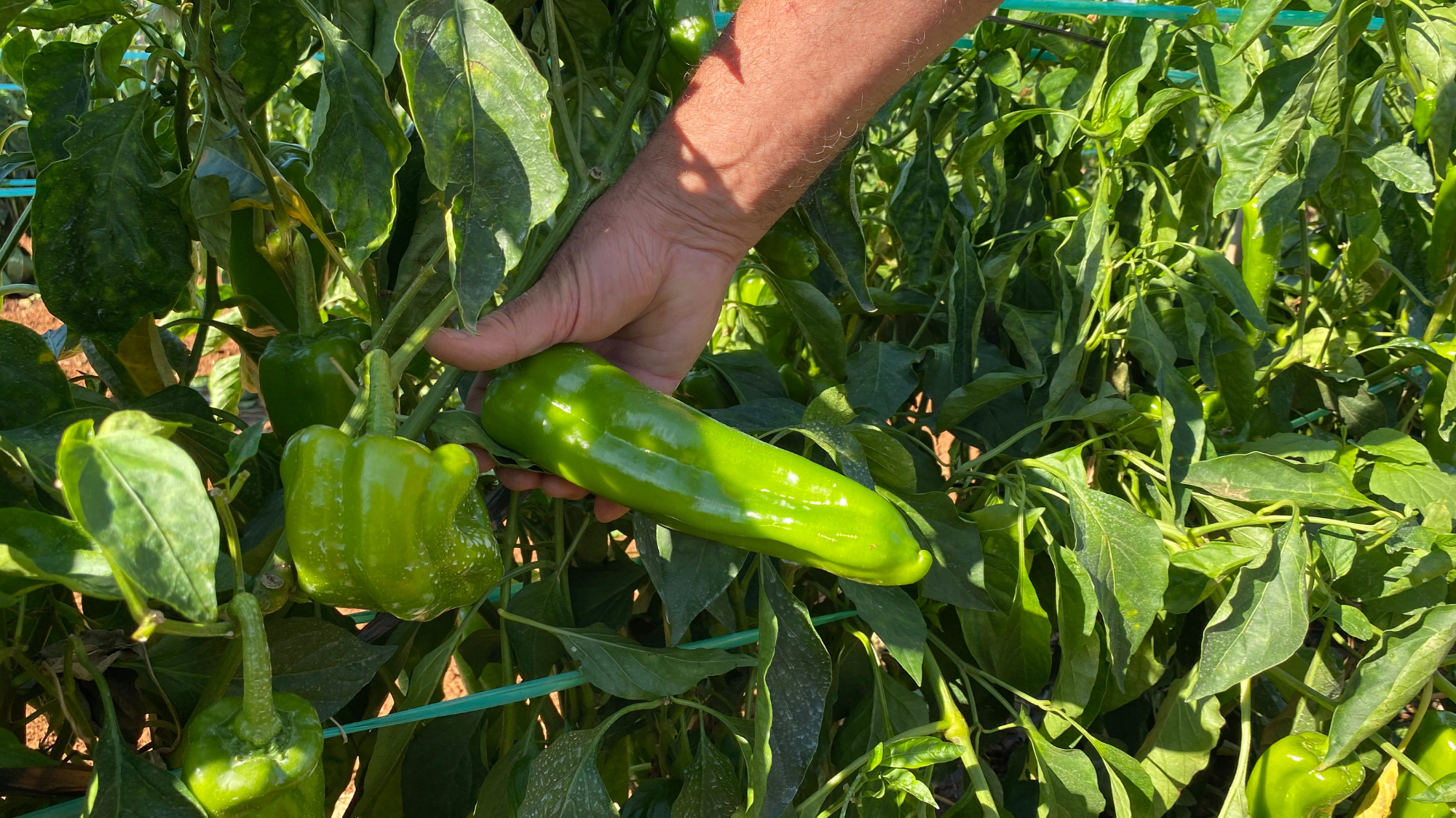 Pimientos de Campos del Abuelo