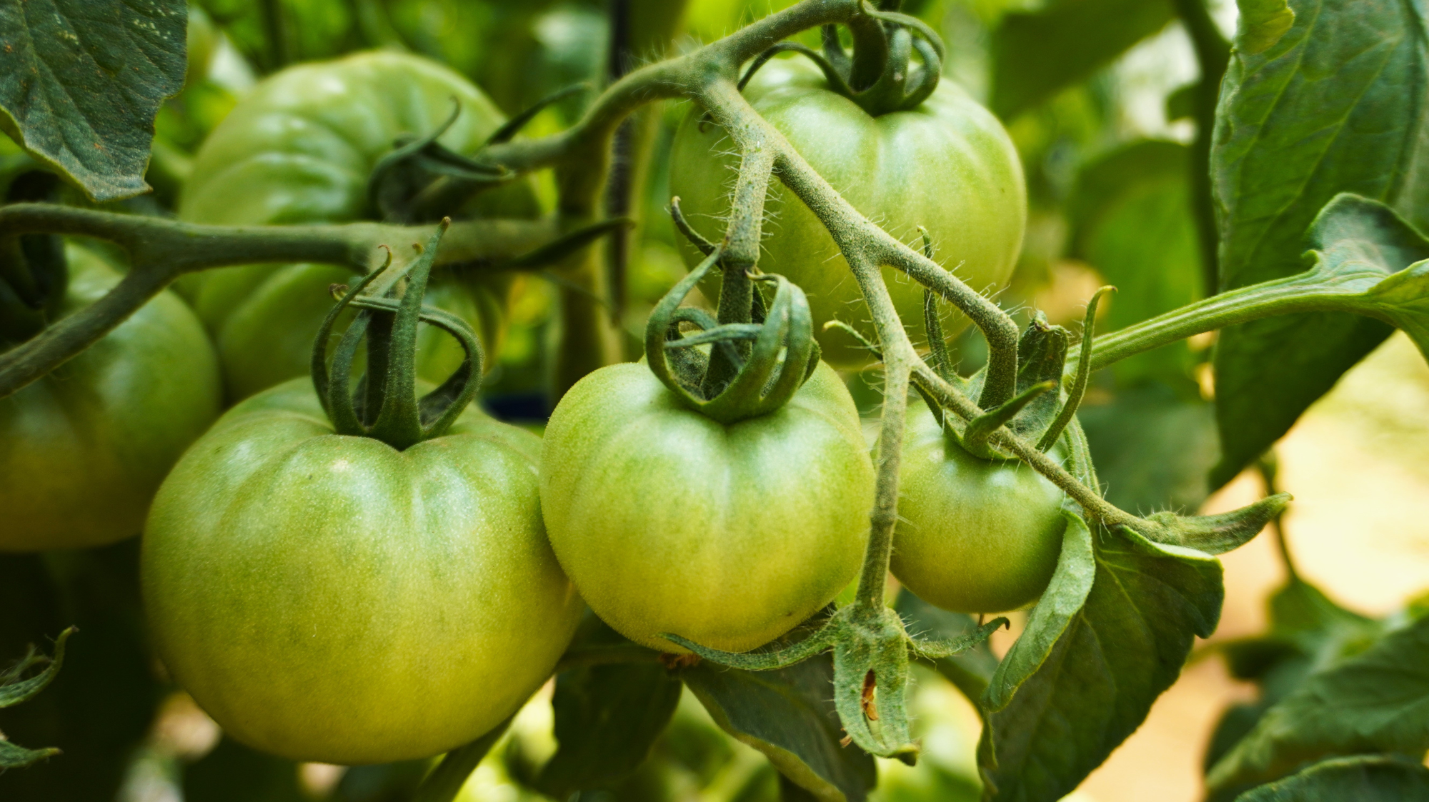 Tomate: origen, cultivo, plagas y por qué se creía que era tóxico