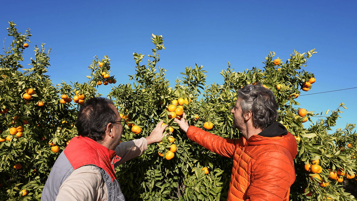 Mandarina seca por dentro: por qué pasa y cómo elegirla siempre jugosa