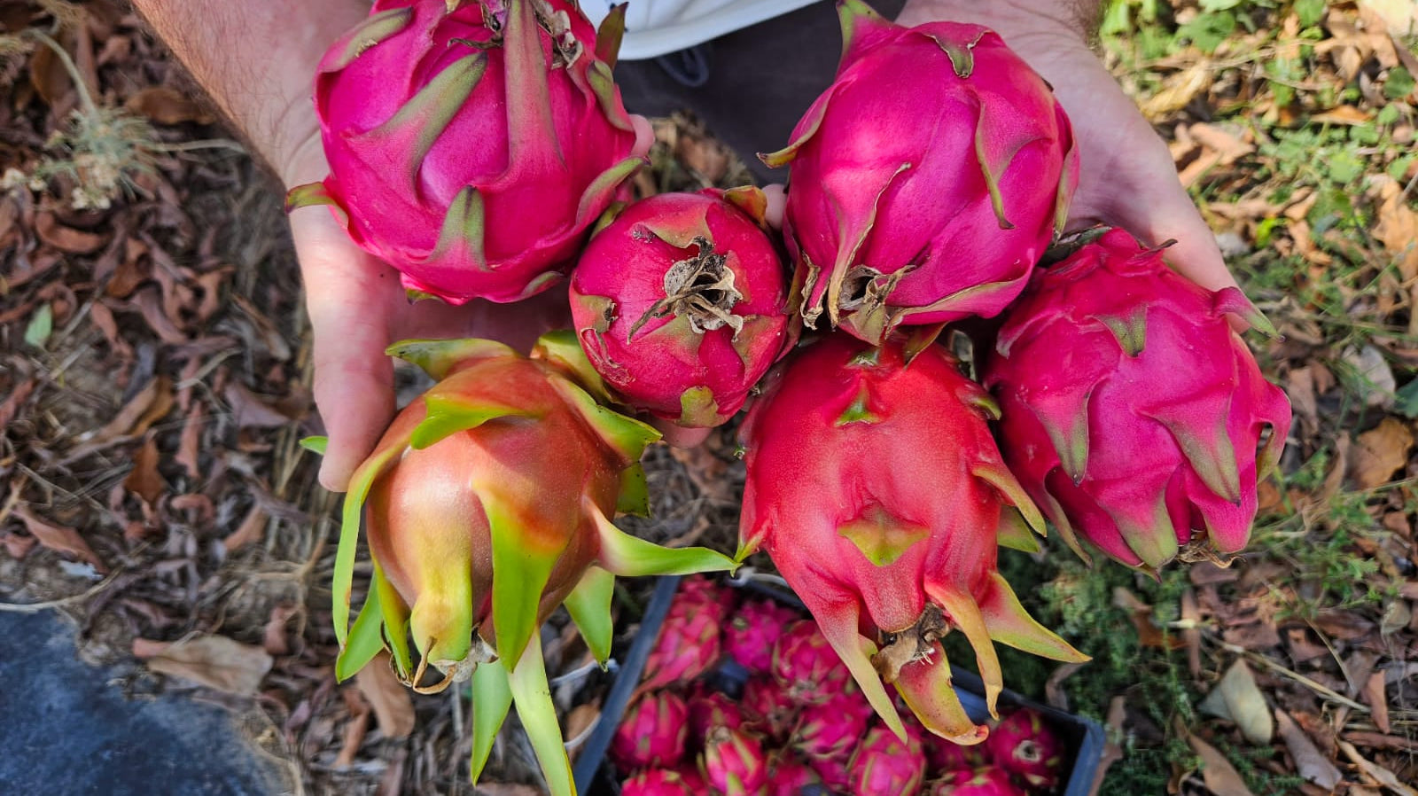 Proceso de polinización de la pitahaya en España: guía práctica y honesta desde la finca
