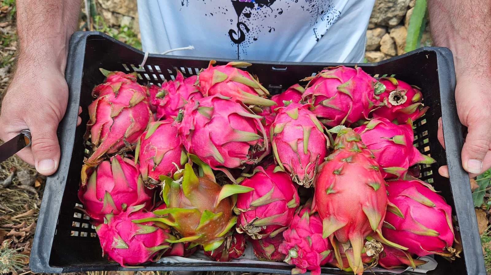 Fruta del Dragón | Campos del Abuelo