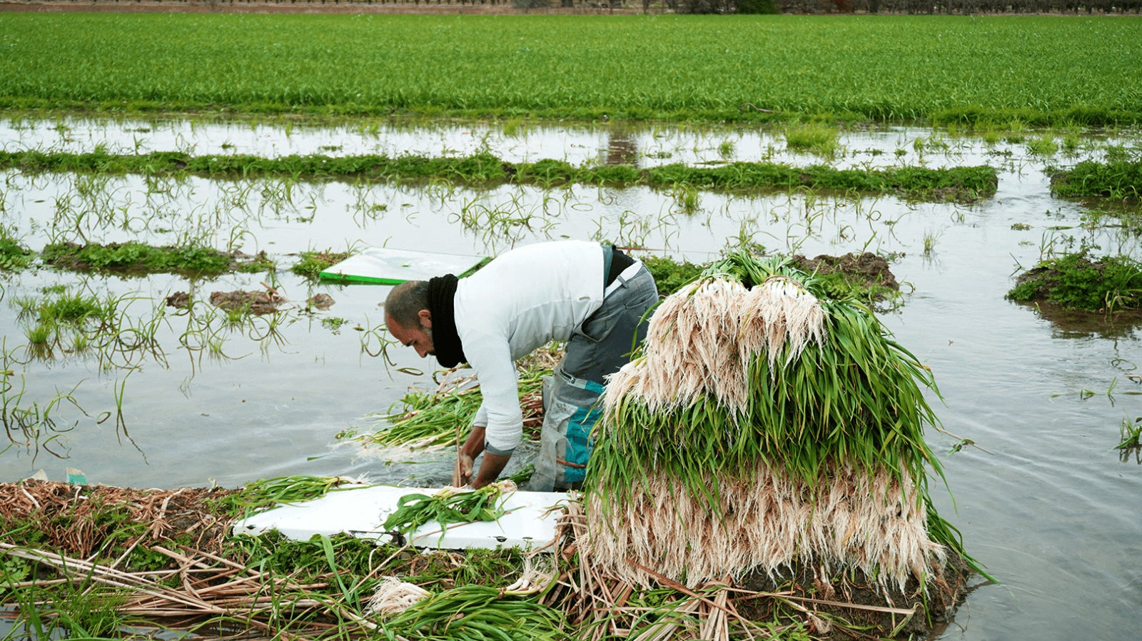 Agricultor Cosecha Ajo Tierno Xàtiva