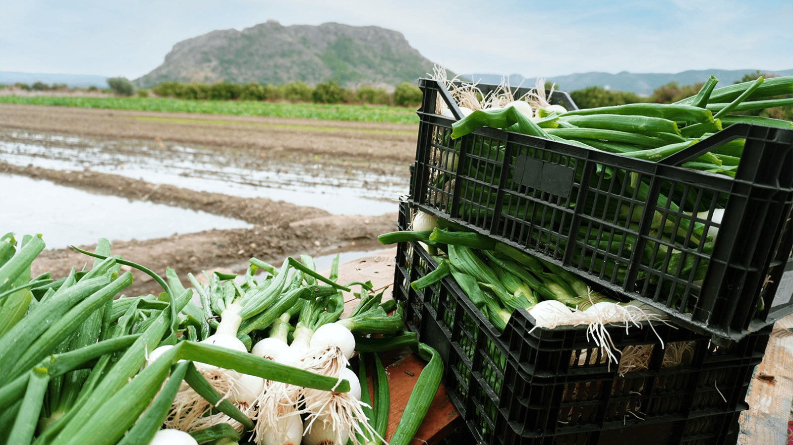 ¿Qué hay detrás de una cebolla tierna bien cultivada?