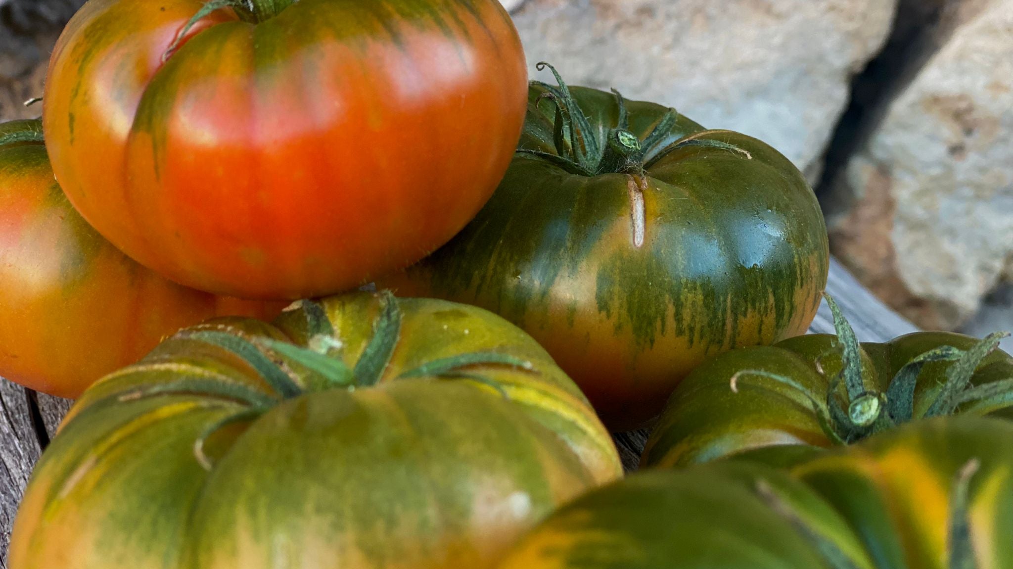 Tomates mini raf auténticos de Campos del Abuelo