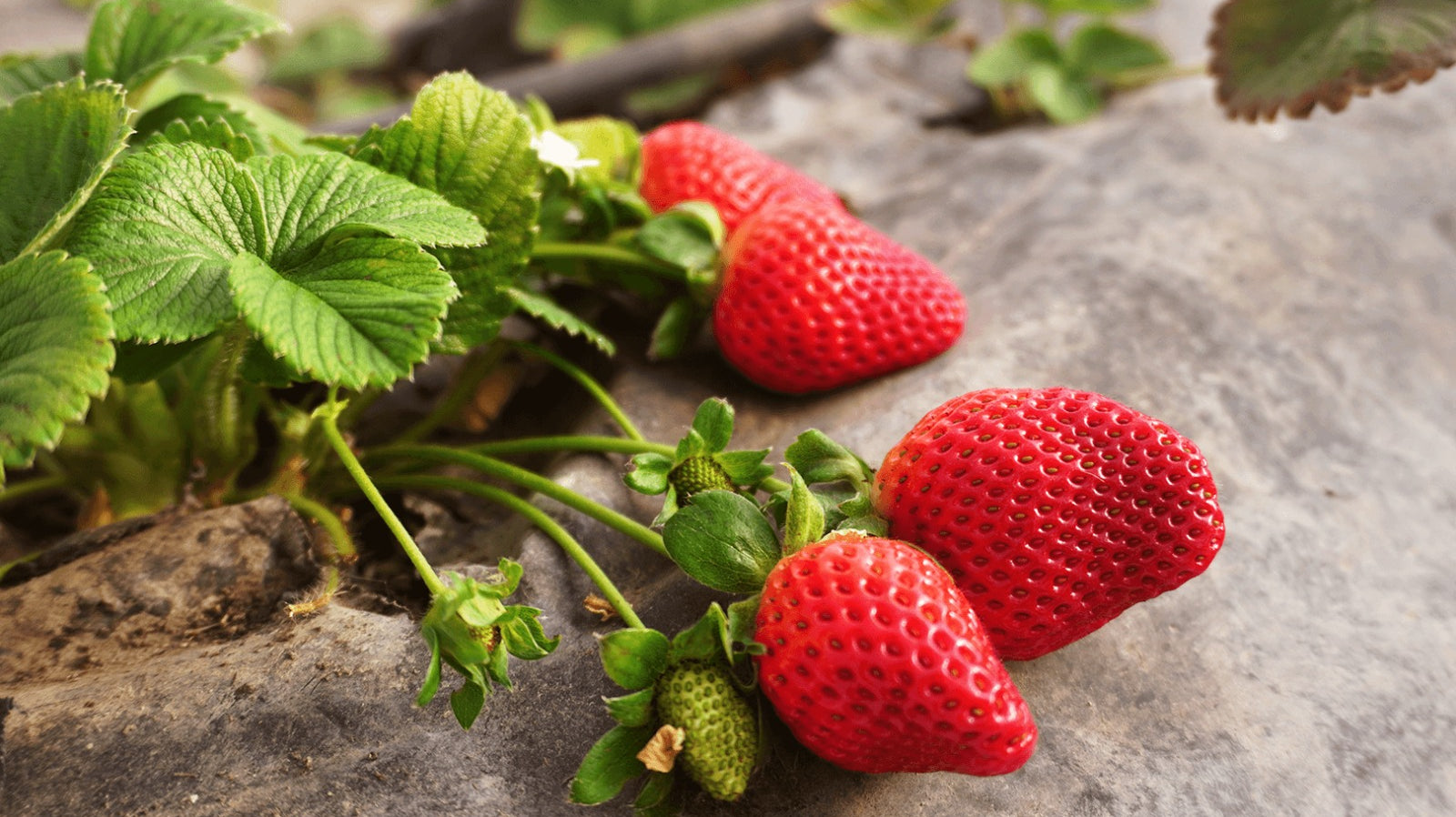El fresón de Xàtiva: ¿Por qué su sabor es inconfundible?