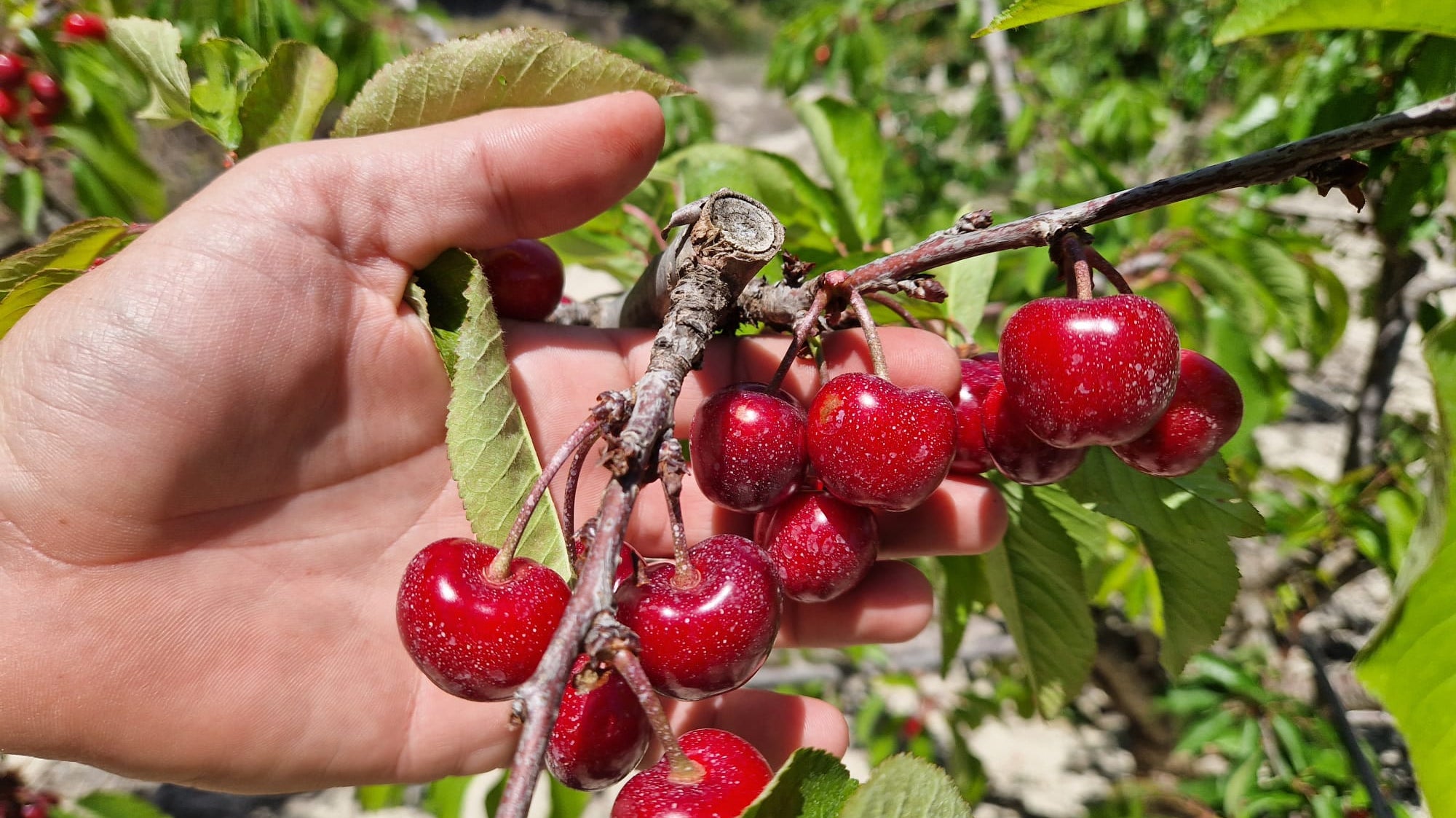 Cerezas de Campos del Abuelo