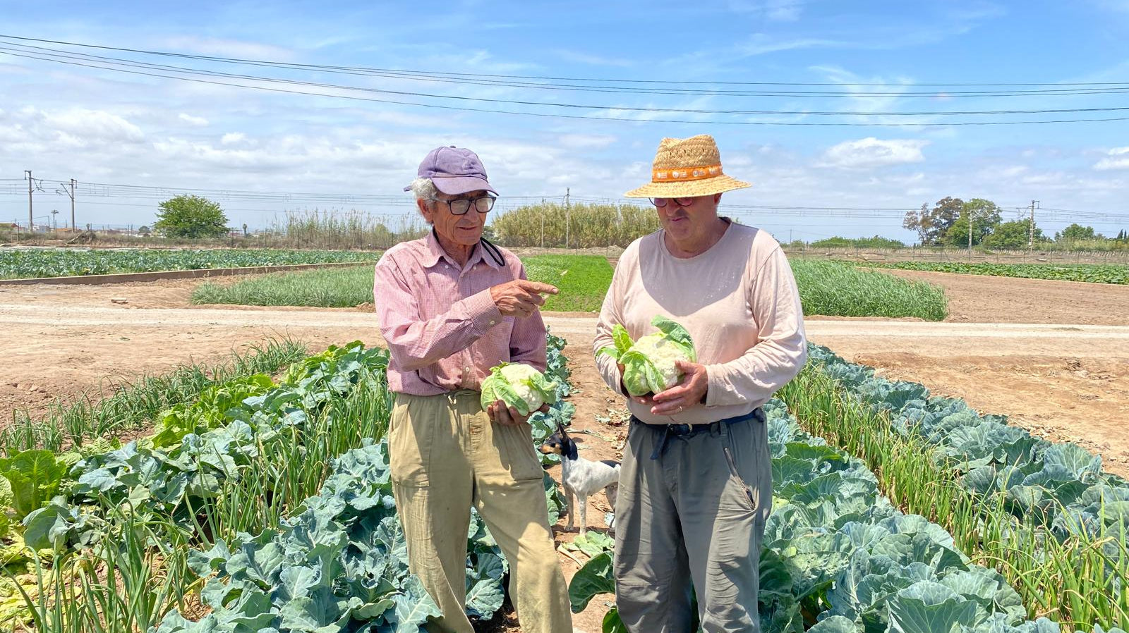 Calabazas ecológicas | Campos del Abuelo