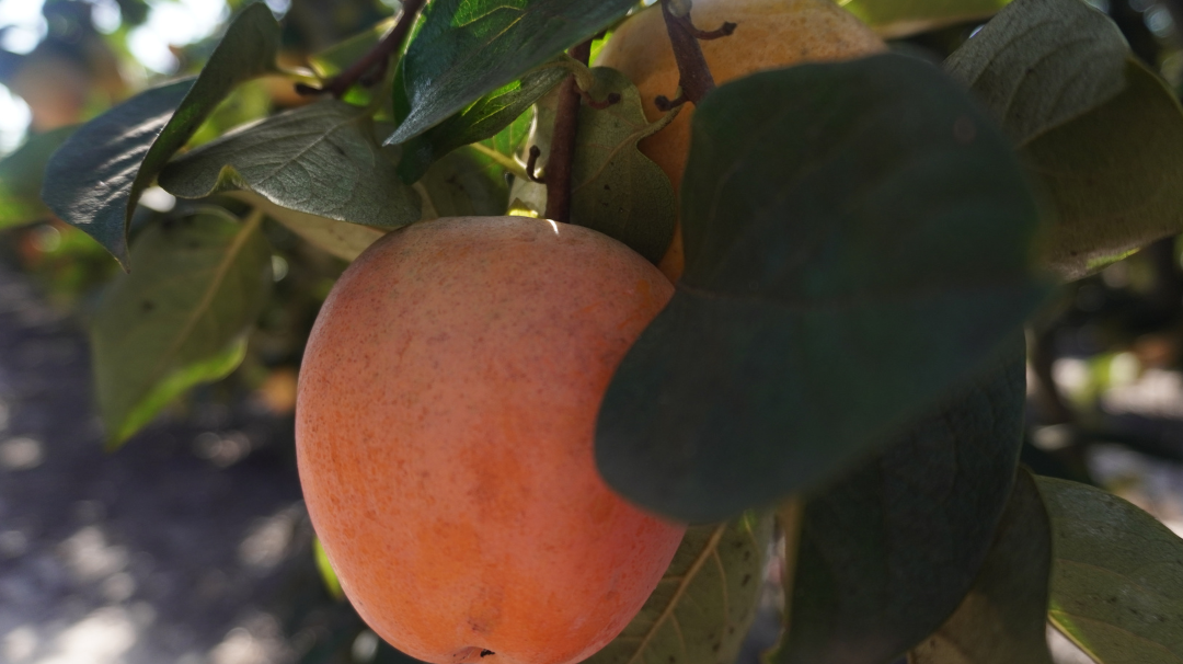 Cómo quitar la aspereza a los caquis