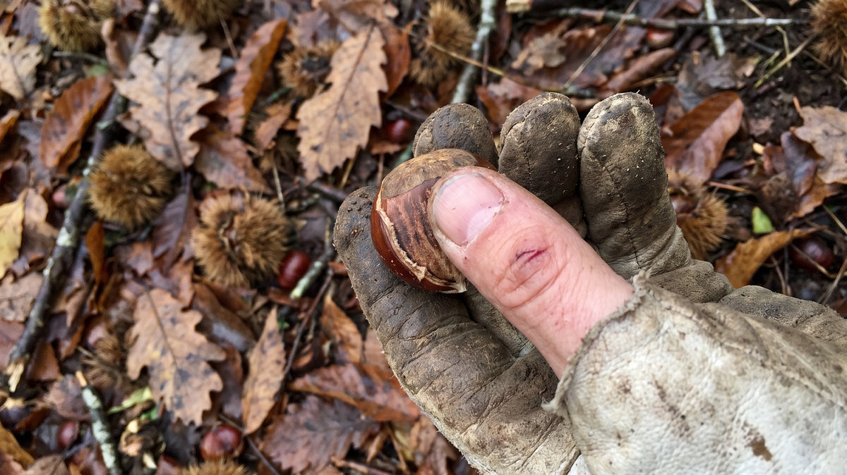 Mano con guante de trabajo pelando una castaña cruda en el campo