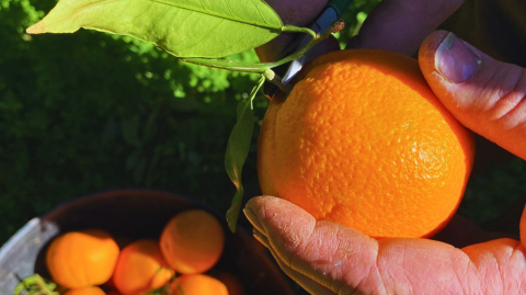 Naranjas valencianas de Campos del Abuelo