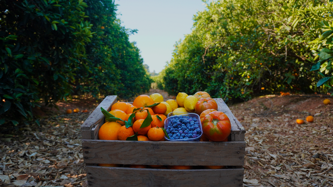 ¿Qué son los grupos de consumo y qué alternativas hay?