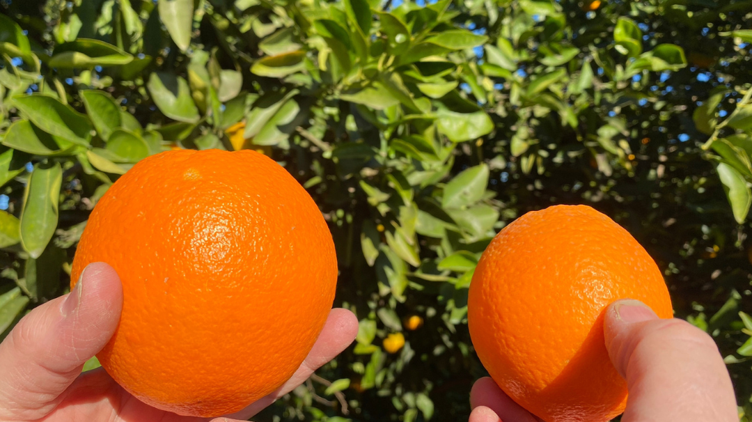 ¿Por qué la naranja valenciana es la mejor del mundo?