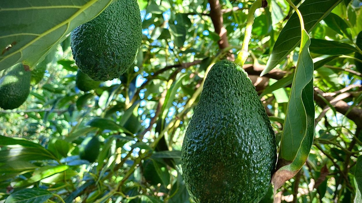 Aguacates de Campos del Abuelo