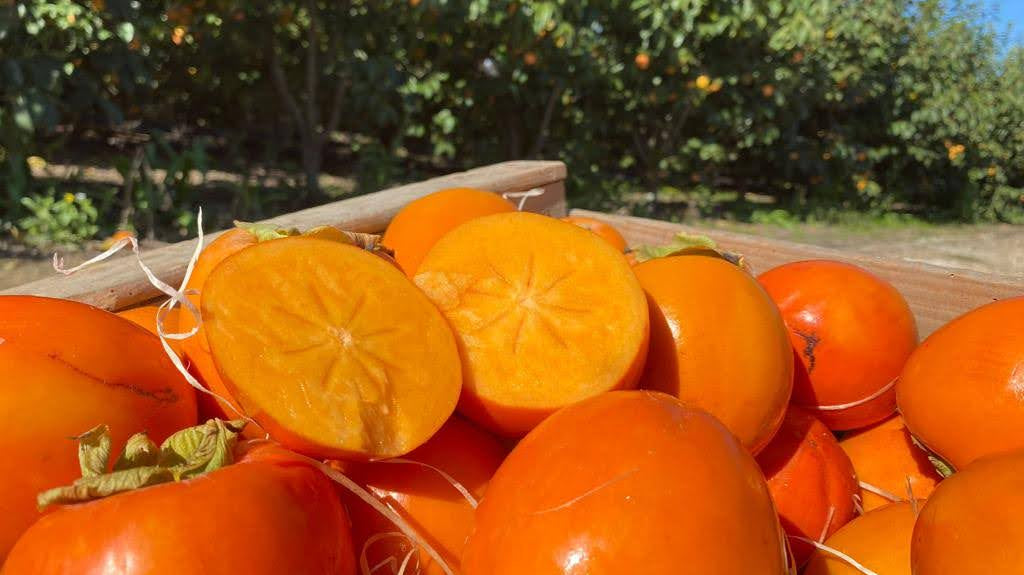 ¿Cómo se cultivan los caquis?