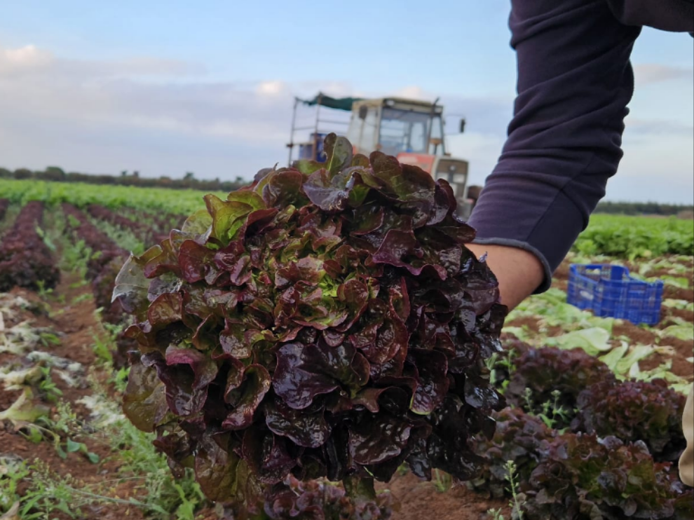 Lechuga Hoja de Roble de Alberto y Javi, Valencia · Campos del Abuelo