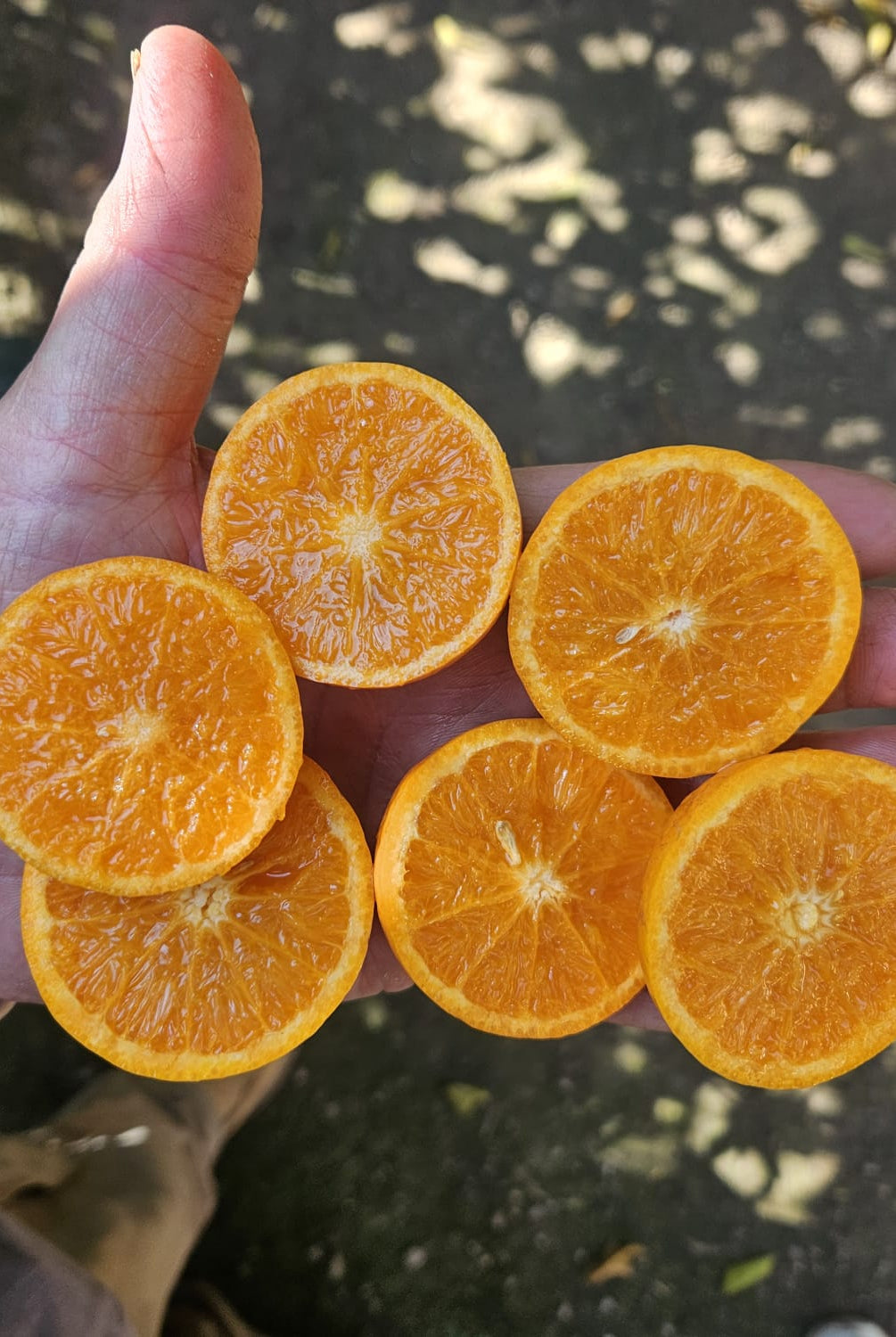 Mandarina Bombón de Natalia, Valencia · Campos del Abuelo