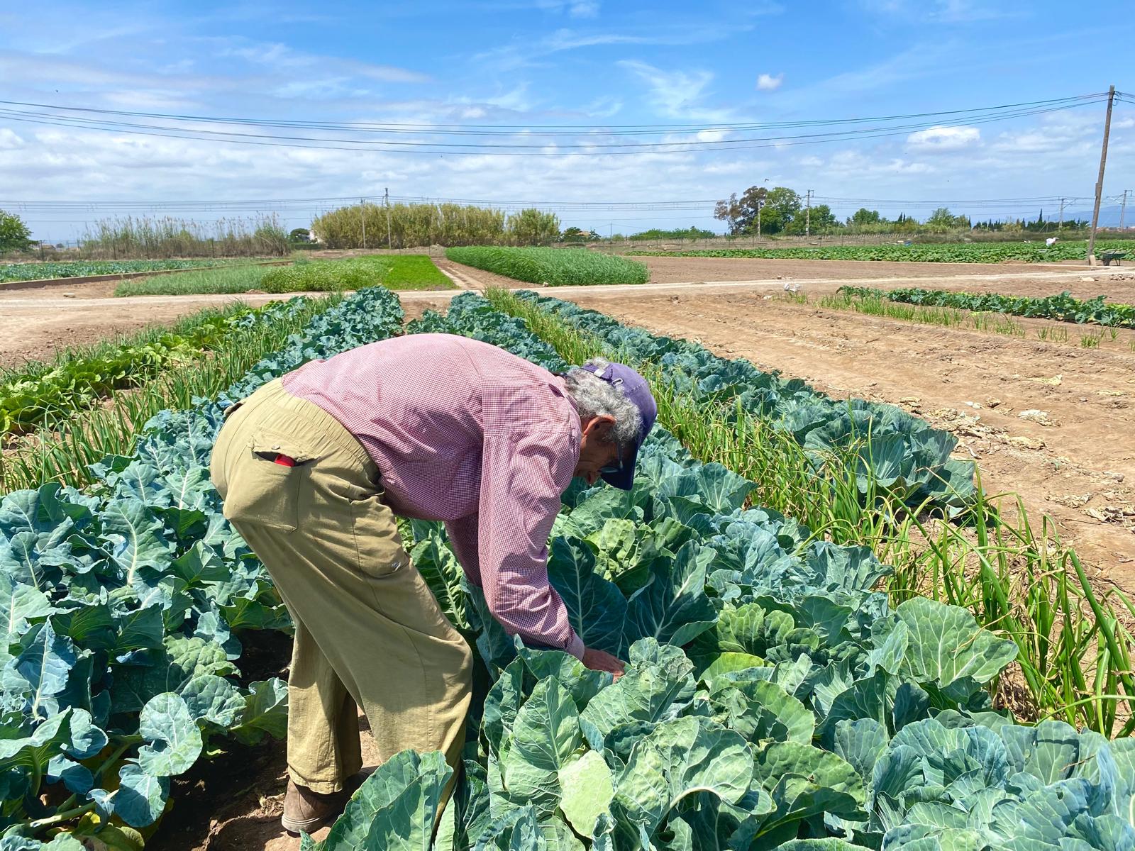 agricultor cosechando coliflor ecológica.