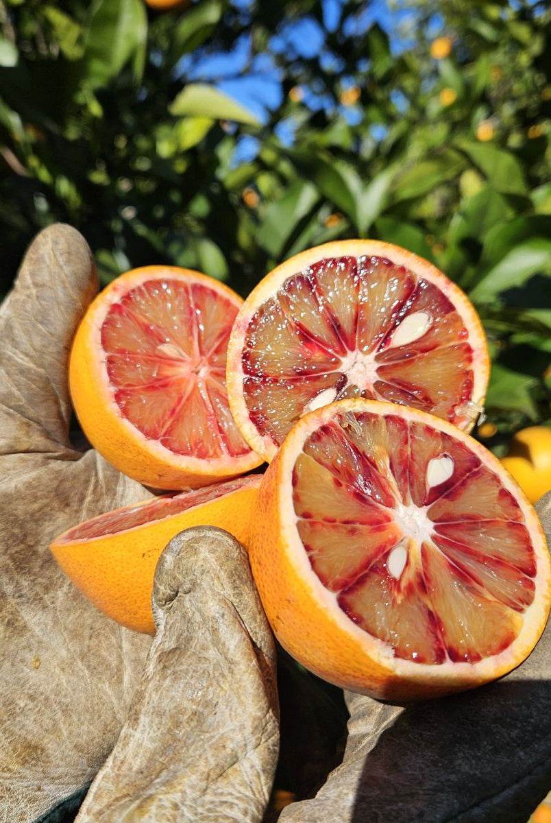 Naranja Sanguinelli Campos Del Abuelo