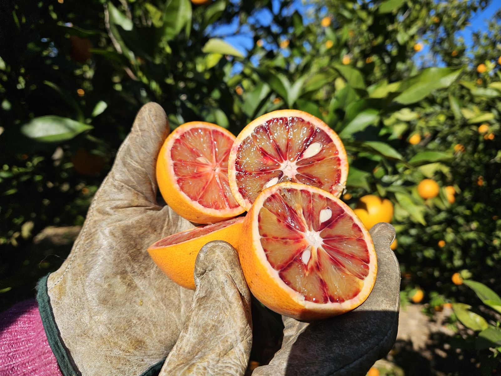Naranja Sanguinelli Campos Del Abuelo
