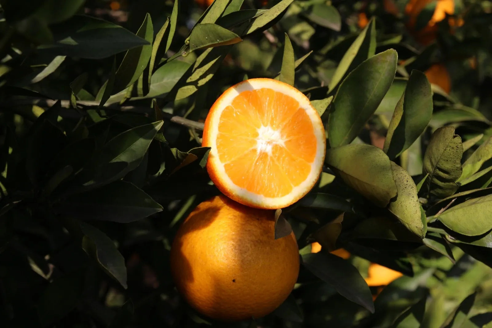 naranjas campos del abuelo