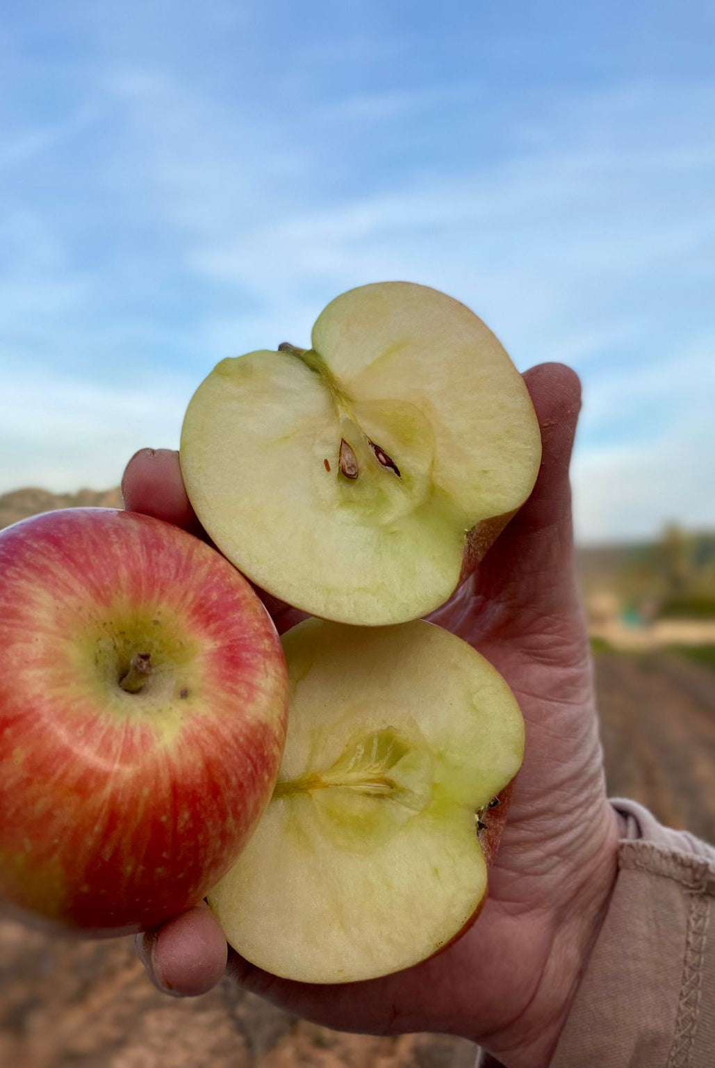 manzana fuji ecologica