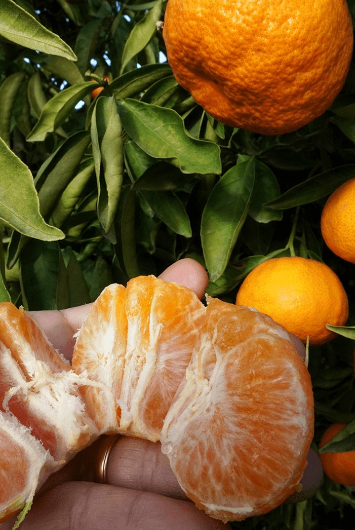 mandarina pepita de oro abierta campos del abuelo