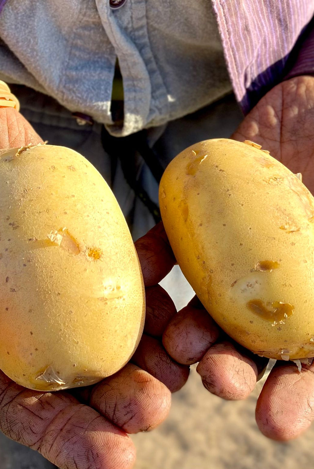 manos agricultor con patata