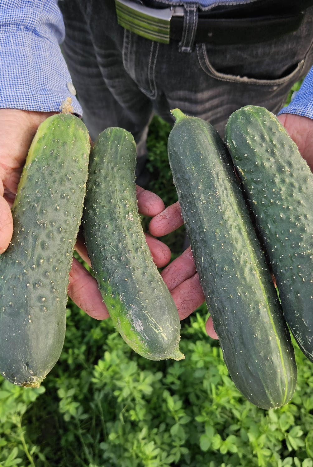 pepino ecologico en manos de agricultor