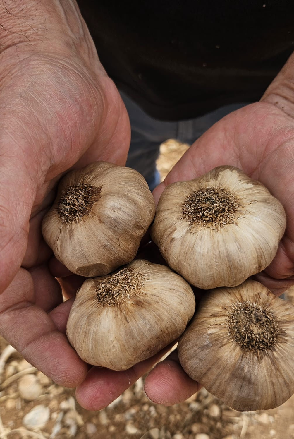 ajos negros en manos de agricultor
