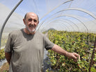 agricultor de moras