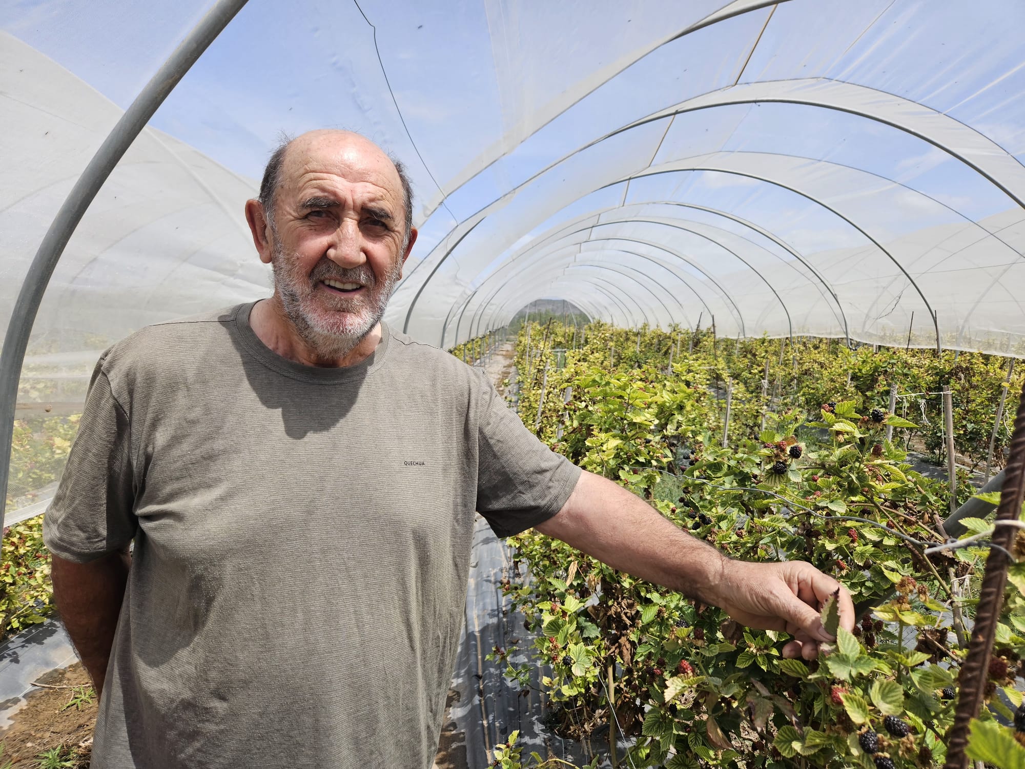agricultor de moras