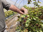 agricultor sujetando planta de moras
