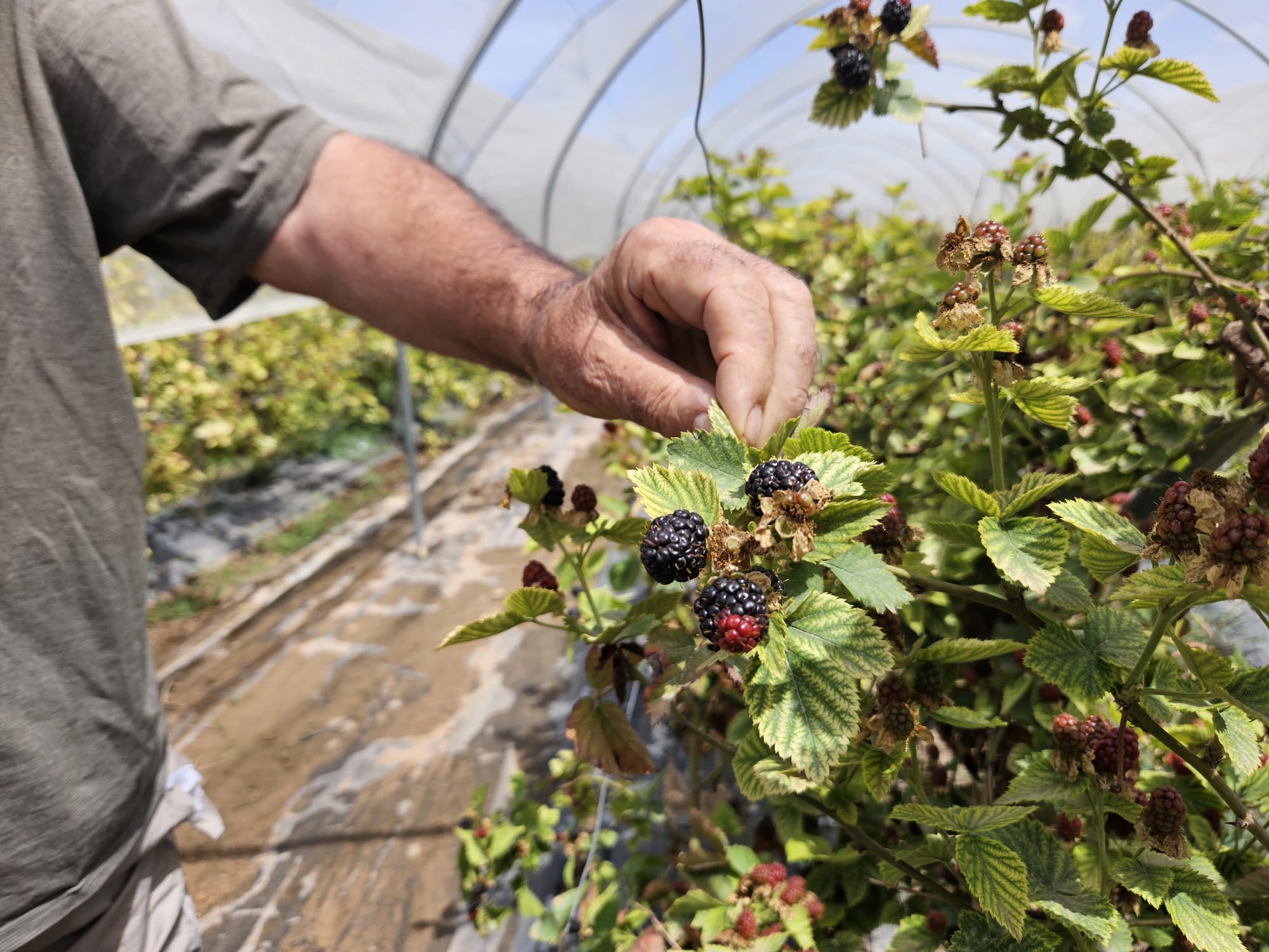 agricultor sujetando planta de moras