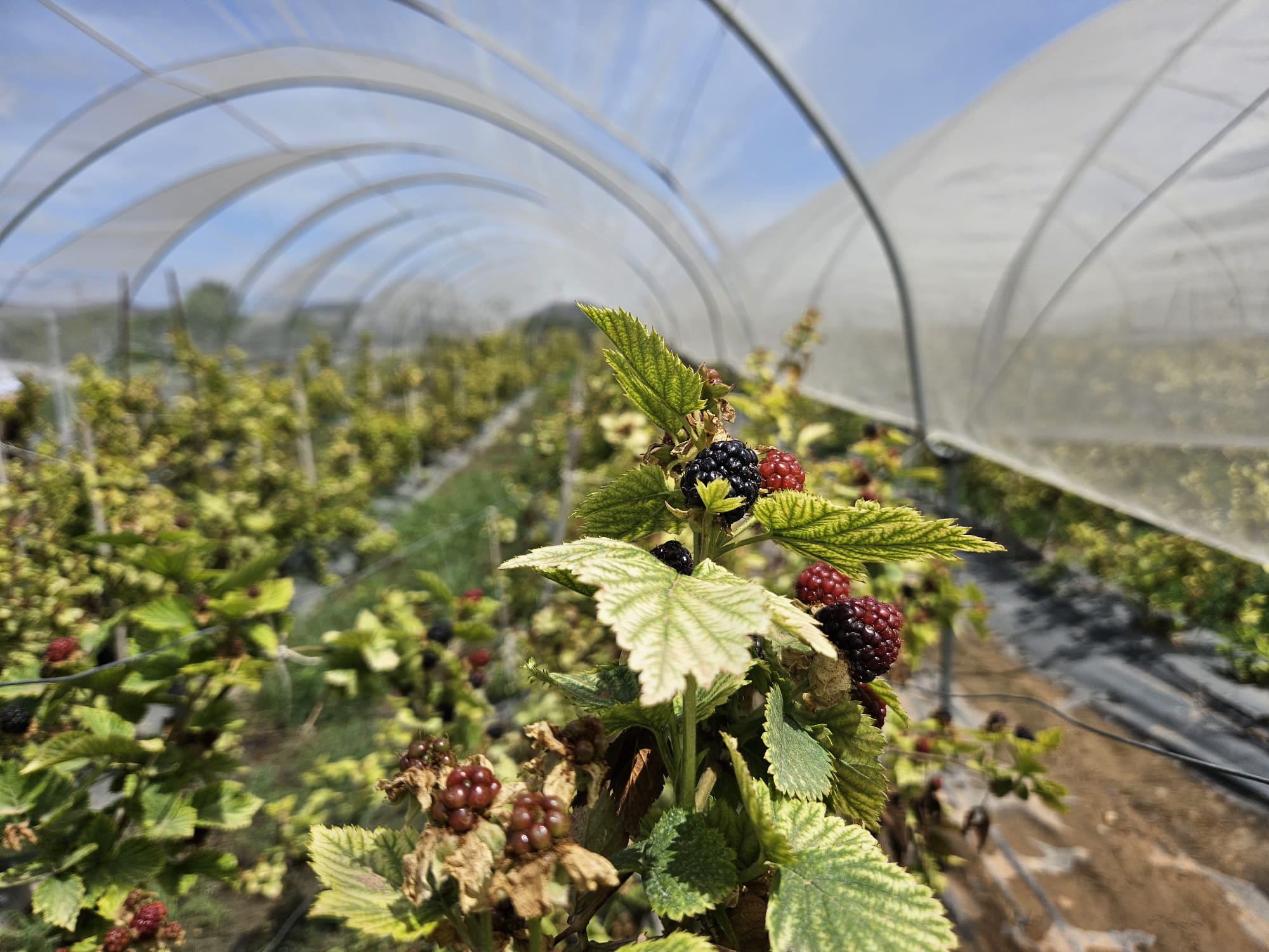 moras antes de ser cultivadas en planta