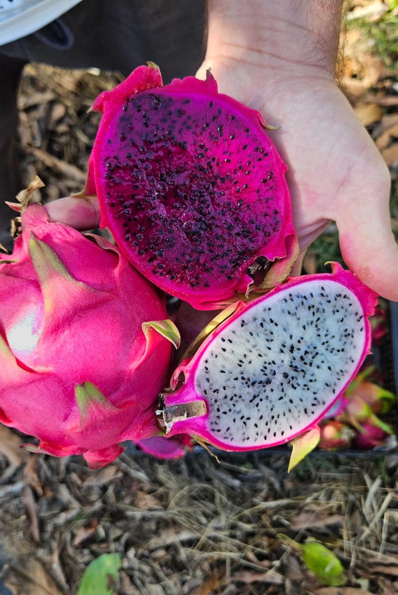 Fruta del dragón de Eric (foto 3) · Campos del Abuelo