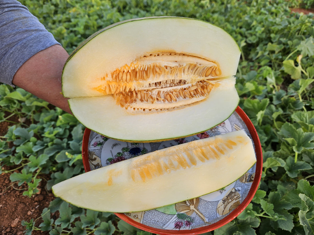 Melón Piel de sapo semilla antigua de Salvador, Valencia · Campos del Abuelo