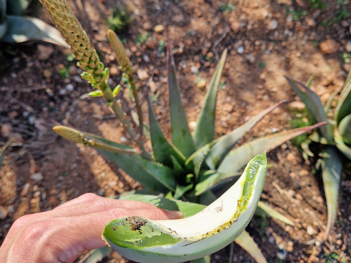 Hoja de aloe vera de Atilano (foto 3) · Campos del Abuelo