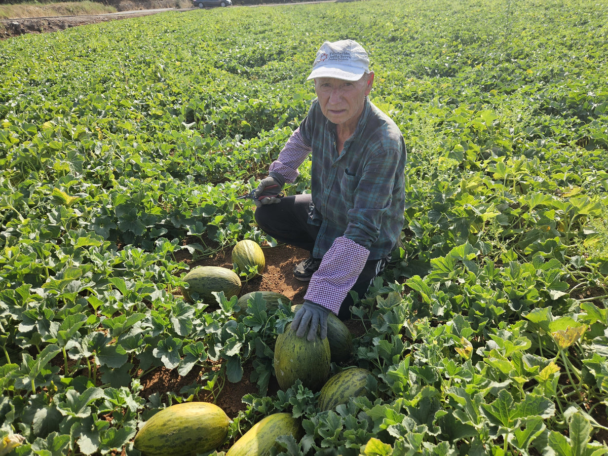 Melón piel de sapo de Salvador (foto 2) · Campos del Abuelo
