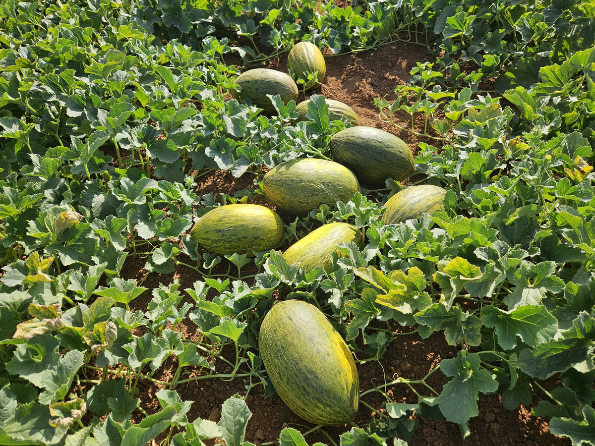 Melón piel de sapo de Salvador (foto 3) · Campos del Abuelo