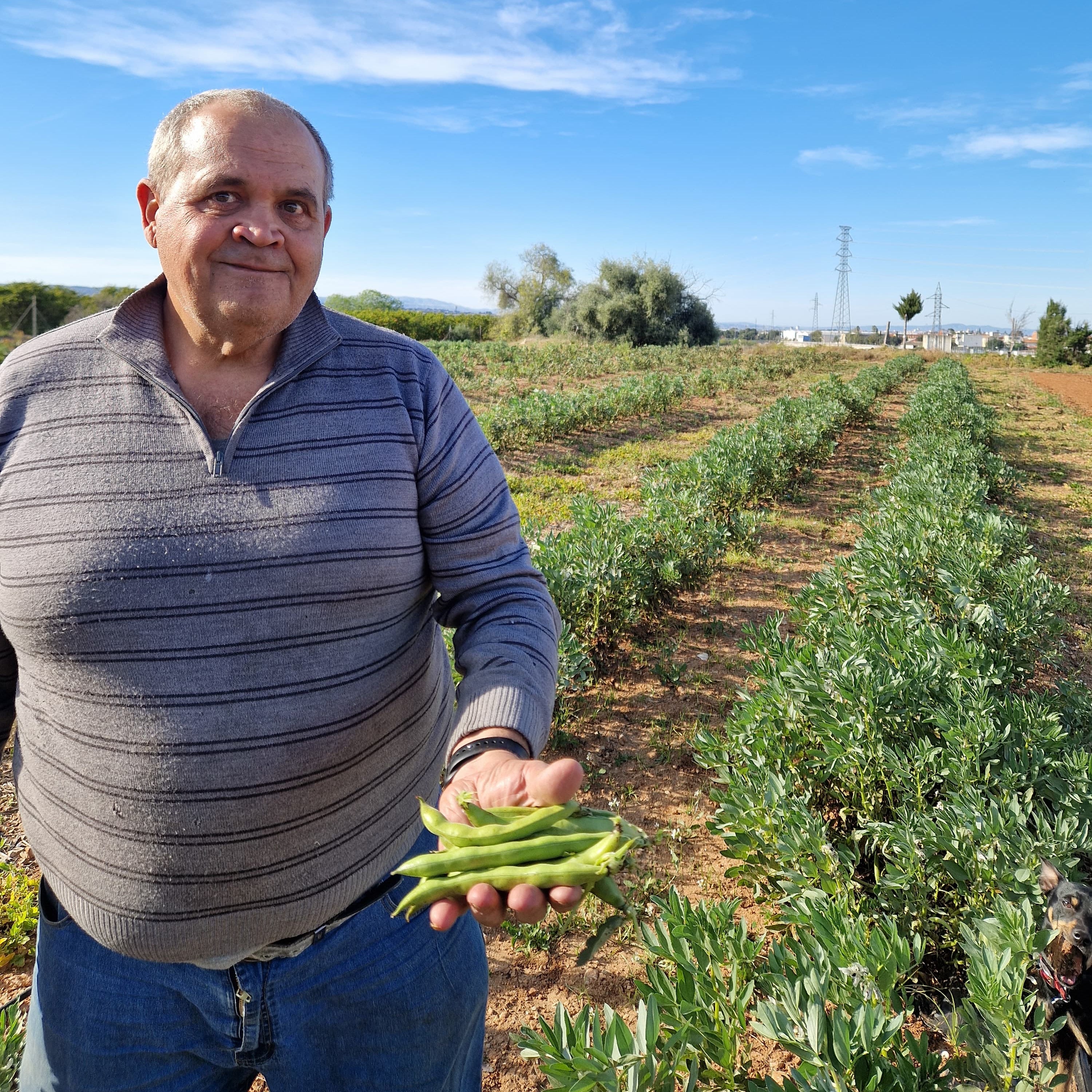 agricultor de habas tiernas