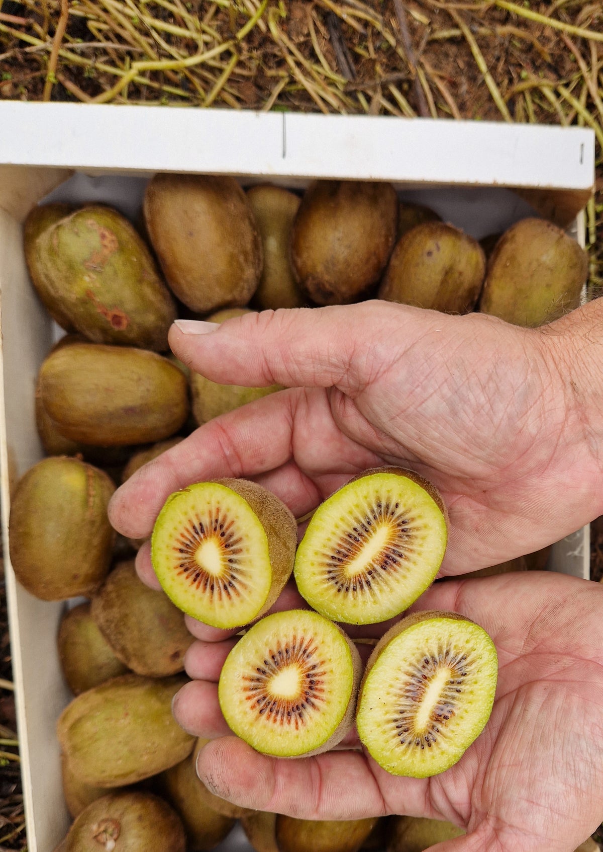 Kiwi Rojo Bombón Blando de Ricard, Ontinyent, Valencia · Campos del Abuelo