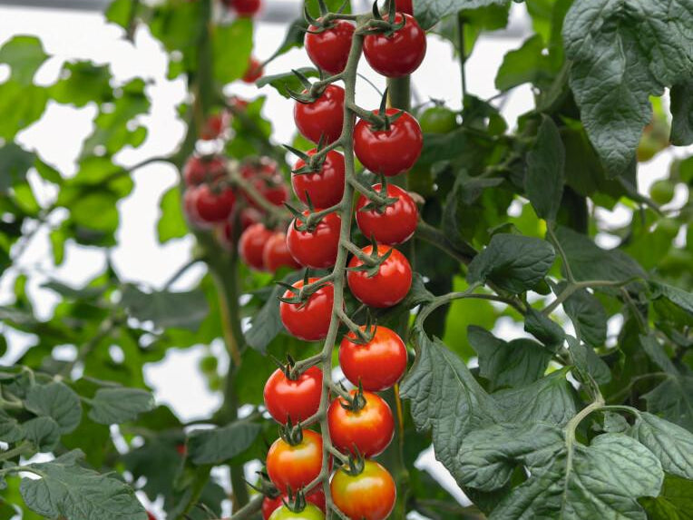 Tomate cherry de Eduardo Cifre (foto 3) · Campos del Abuelo