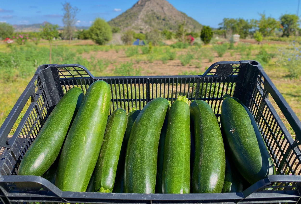 Calabacines de Campos del Abuelo