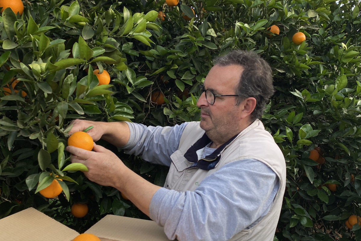 Por qué la piel de la naranja puede ponerse fea por fuera