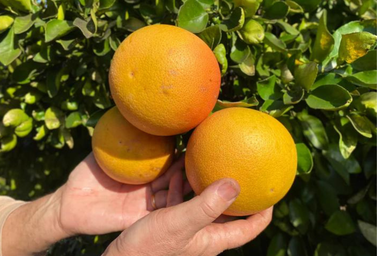 Pomelos de Campos del Abuelo