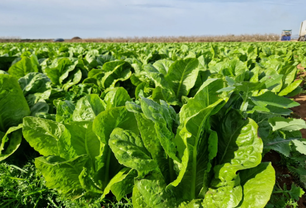 Revelando los secretos de la lechuga romana