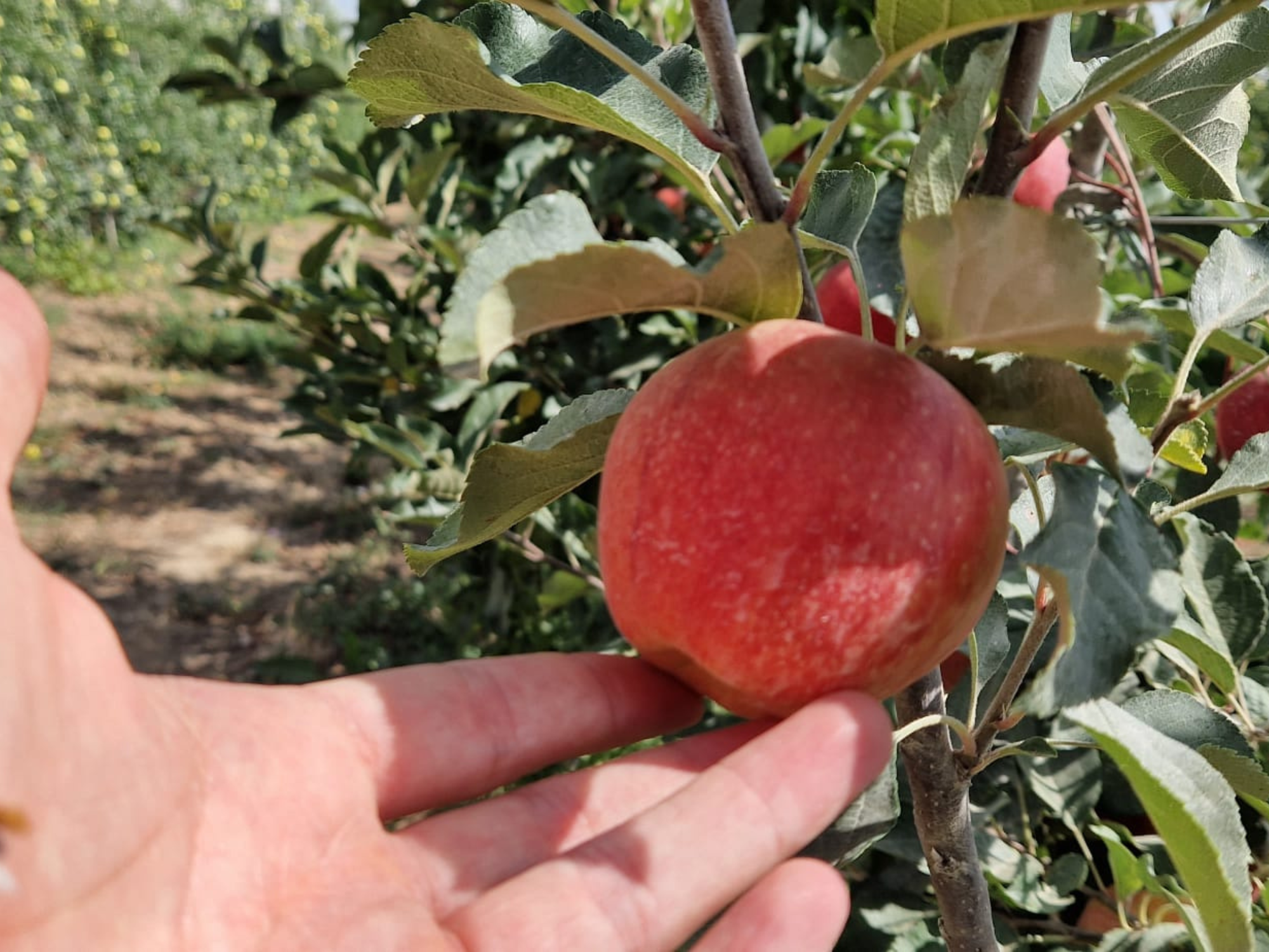 Manzanas de Campos del Abuelo 