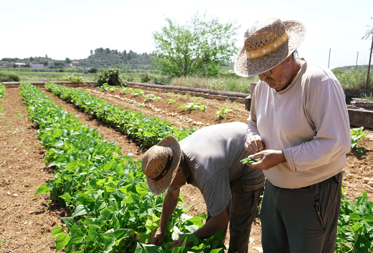 Qué son y para qué sirven los caballones en agricultura