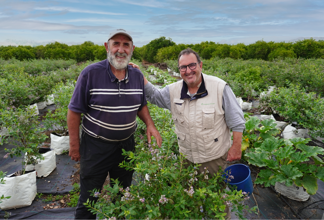 Cosecha de arándanos